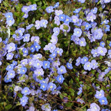 Georgia Blue Speedwell