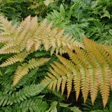 Fern Brilliance Autumn