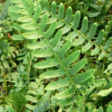 Fern Christmas