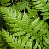 Japanese Beech Fern