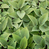 HOSTA (BLUE LEAF) HALCYON