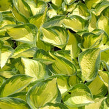 Great Expectations Hosta