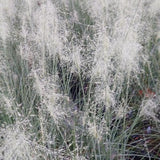 White Cloud Muhly Grass