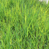Northwind Switchgrass