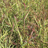 Shenandoah Switchgrass