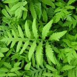 Fern Sensitive