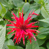 Jacob Cline Bee Balm