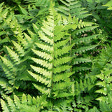 Fern Southern Wood