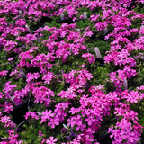 Drummond's Pink Creeping Phlox