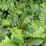 Fern Tassel