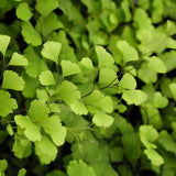 Fern American (Northern) Maidenhair