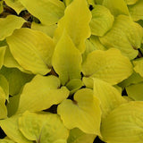 Fire Island Hosta