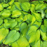 Stained Glass Hosta