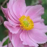 September Charm Anemone
