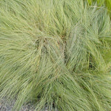 Wind Dancer Lovegrass
