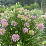 Millenium Ornamental Onion