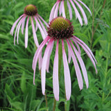 Pale Purple Coneflower