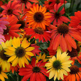 Cheyene Spirit Coneflower