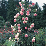 Eden Climber