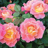 Fruity Petals