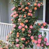 Fruity Petals