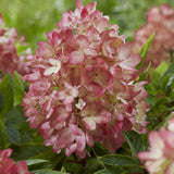 Groundbreaker® Blush™