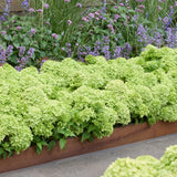 Groundbreaker® Greeny™