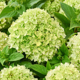 Groundbreaker® Greeny™