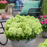 Groundbreaker® Greeny™