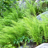 Fern Hayscented