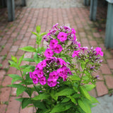 Ka-Pow Lavender Garden Phlox