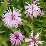 Eastern Bee Balm