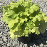 Lemon Love Coral Bells