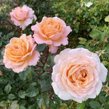 Parfuma Sunrise