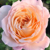 Parfuma Sunrise