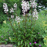 Foxglove Beardtongue