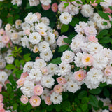 Perfume Breeze