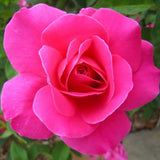 Pink Peace