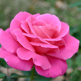 Pink Peace