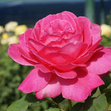 Pink Peace