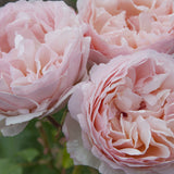 Princess Charlene De Monaco Rose