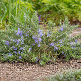Blue Cascade Creeping Rosemary