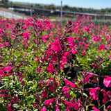 Mirage Burgundy Salvia