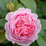 Scentuous