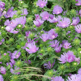 Mels Blue Stokes' Aster