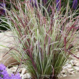 Chameleon Little Bluestem