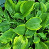 Golden Tiara Hosta