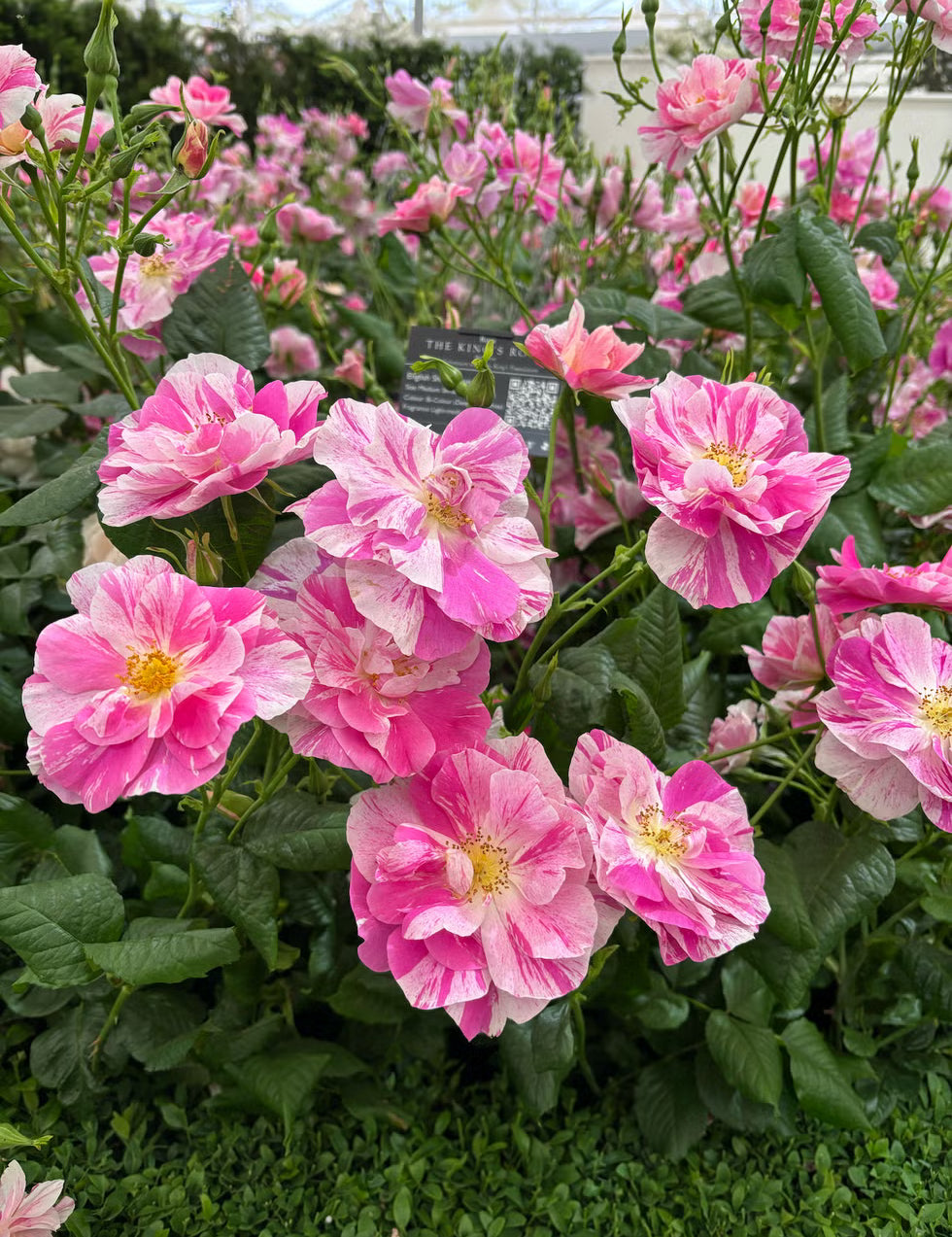 The Kings Rose