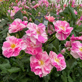 The Kings Rose