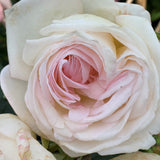 Top Cream